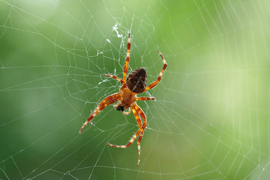 garden spider