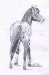 Appaloosa