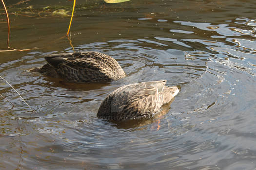 Headless Ducks