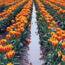 tulip festival 6