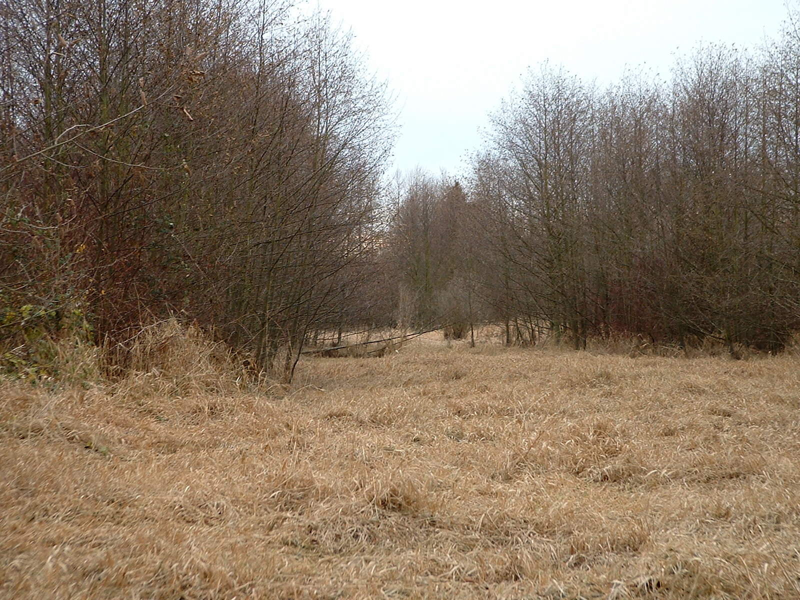 grassy field wide