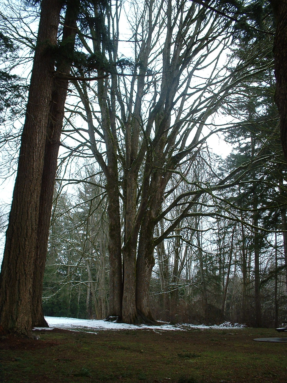 winter trees 1