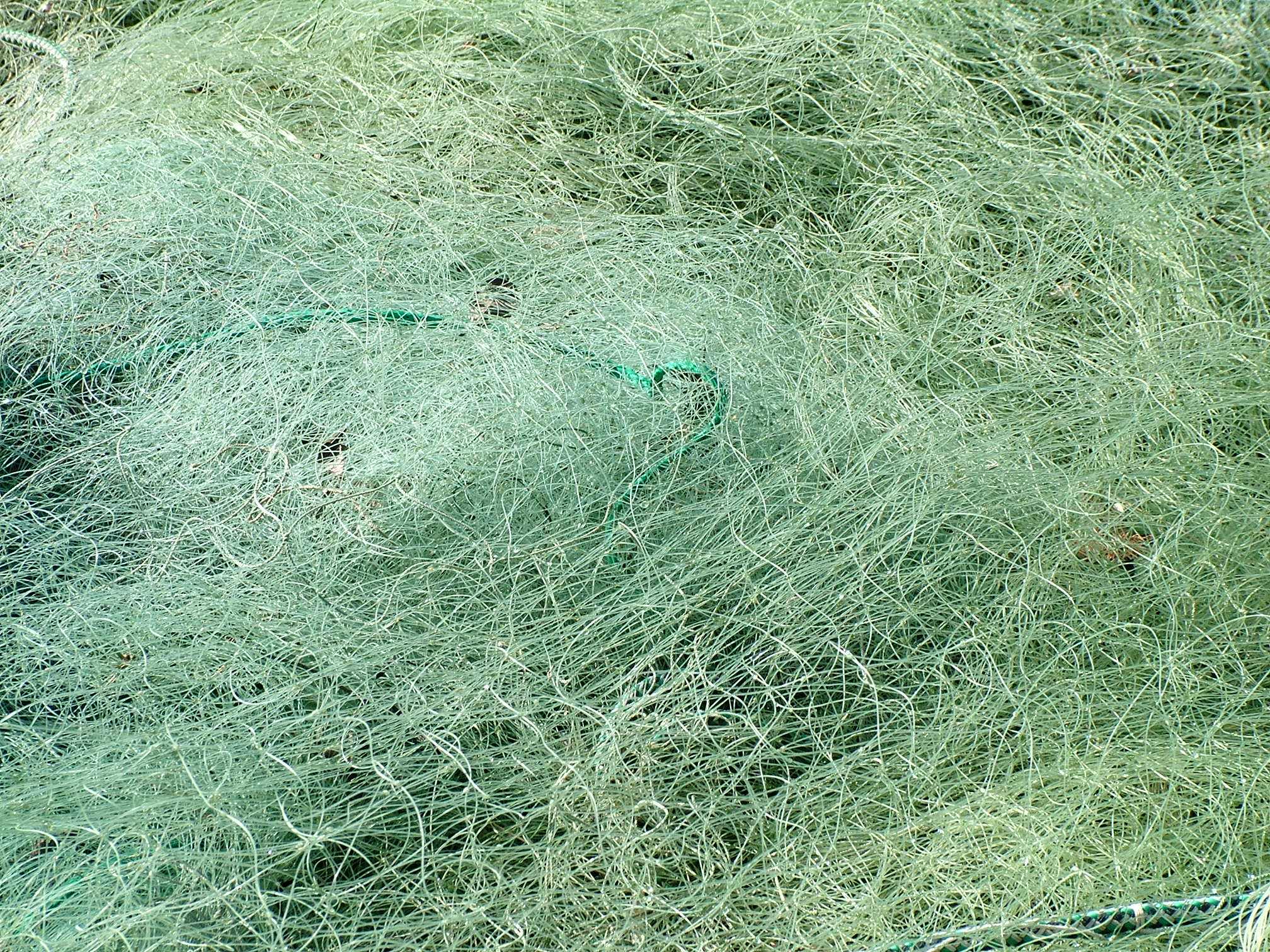 fish net