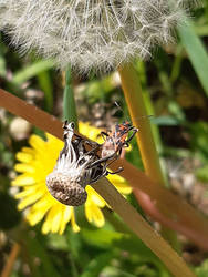 Cinnamon Bug on a Faded Dandelion