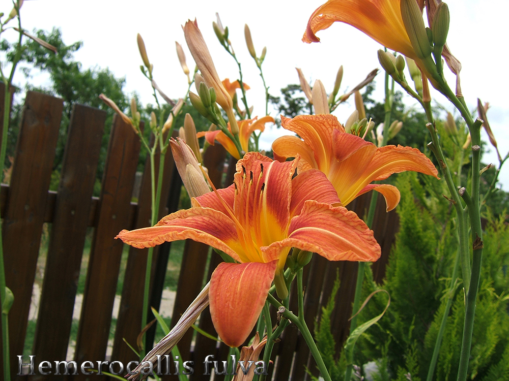 Hemerocallis fulva 01