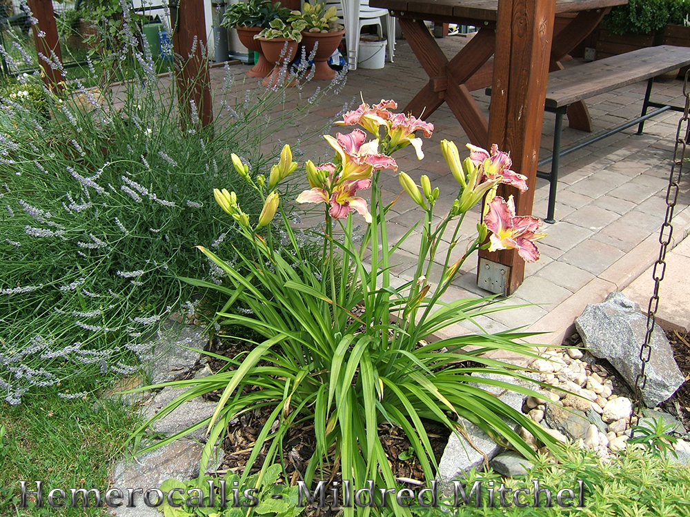 Hemerocallis Mildred Mitchel 01