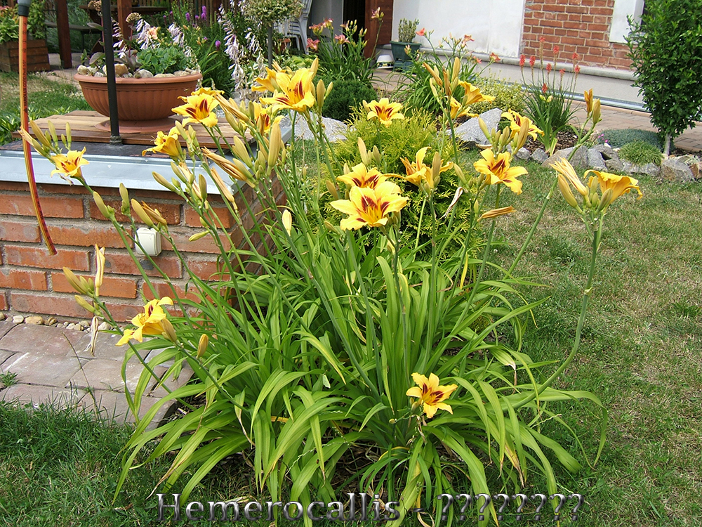 Hemerocallis ??????