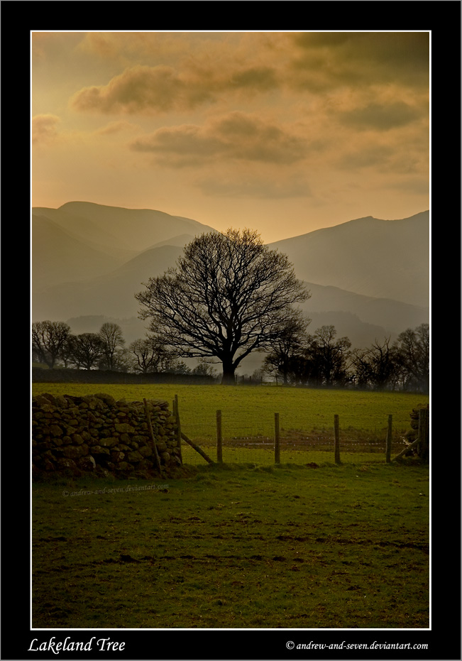 Lakeland Tree