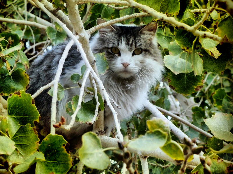 Skittish Up A Tree