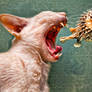 Intuitive Dream (More than you can chew)