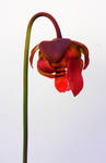 Sarracenia Flower by krasblak