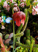 Sarracenia Flower