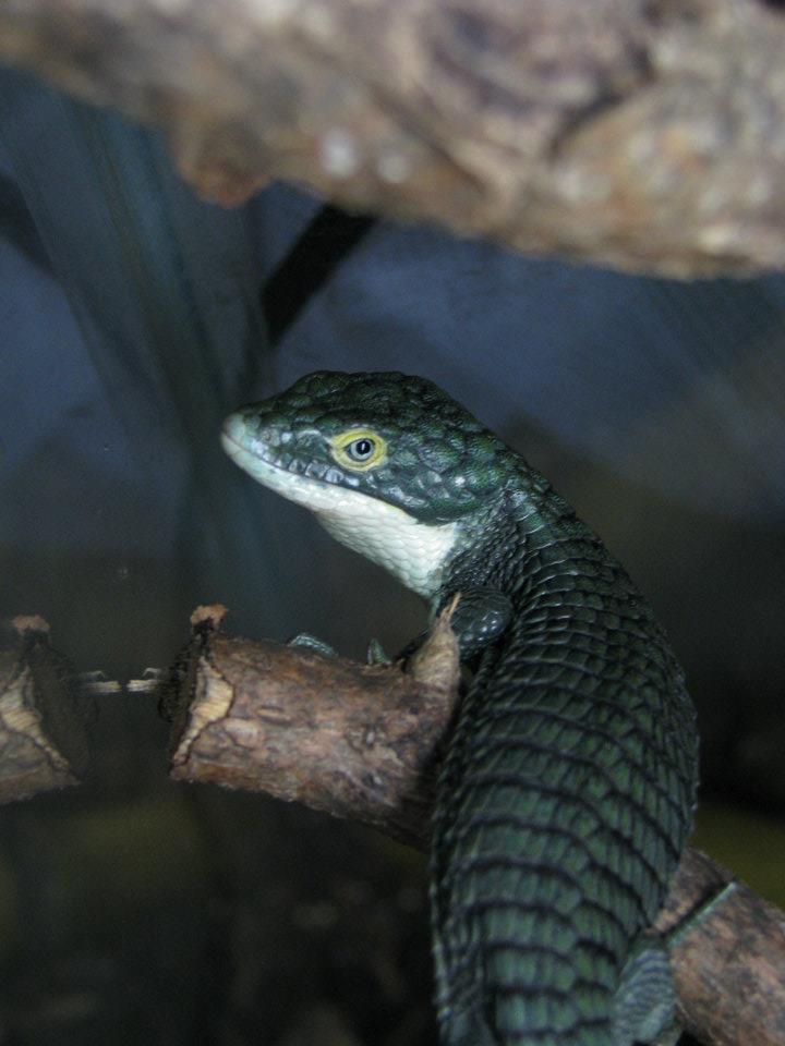 Abronia graminea