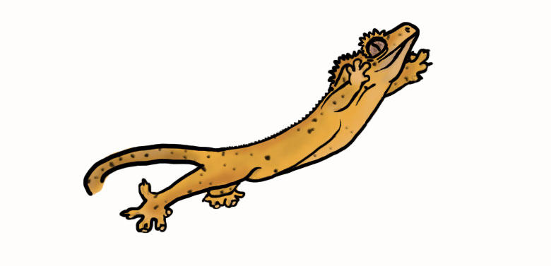Crested gecko digital drawing by LandGart on DeviantArt