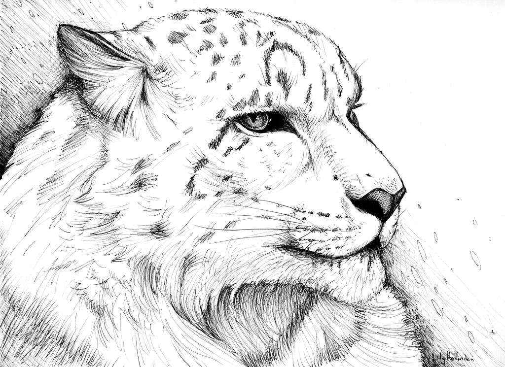 Snow Leopard