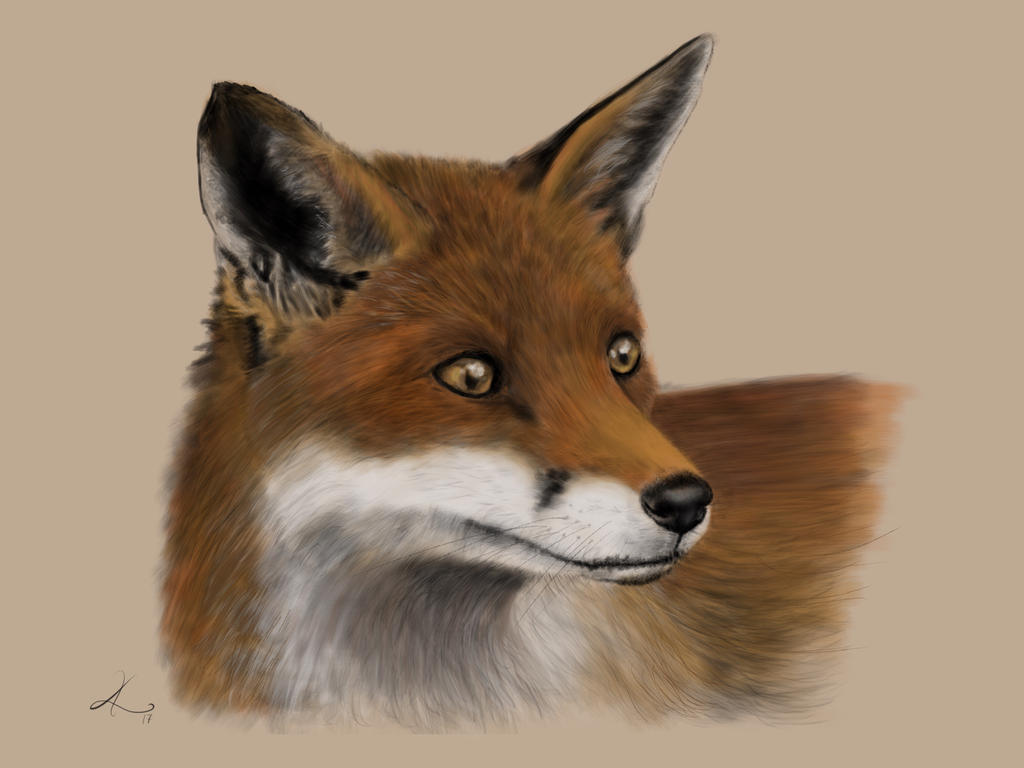 Red Fox by Feral-Kenna on DeviantArt