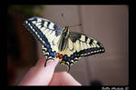 Butterfly Papilio Machaon by felinia88