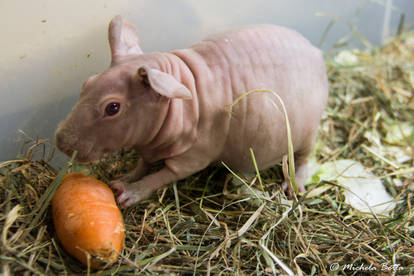 Nude skinny Guinea Pigs