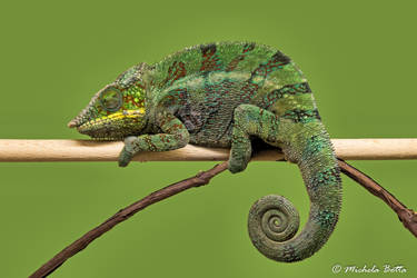 Chameleon dreams by felinia88
