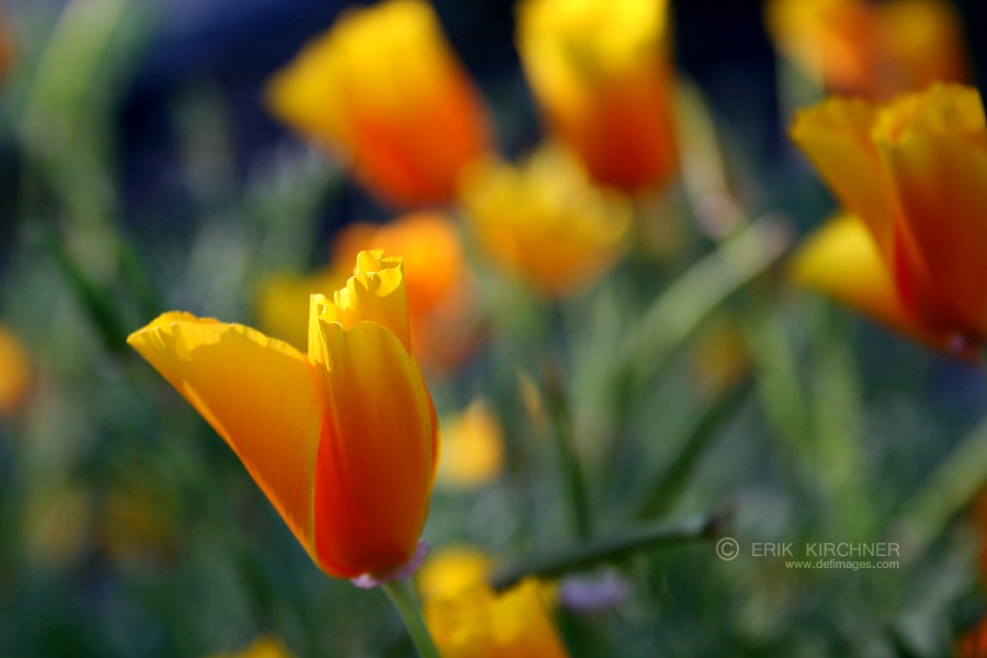 Cali Poppies