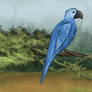 Blue Spix Macaw