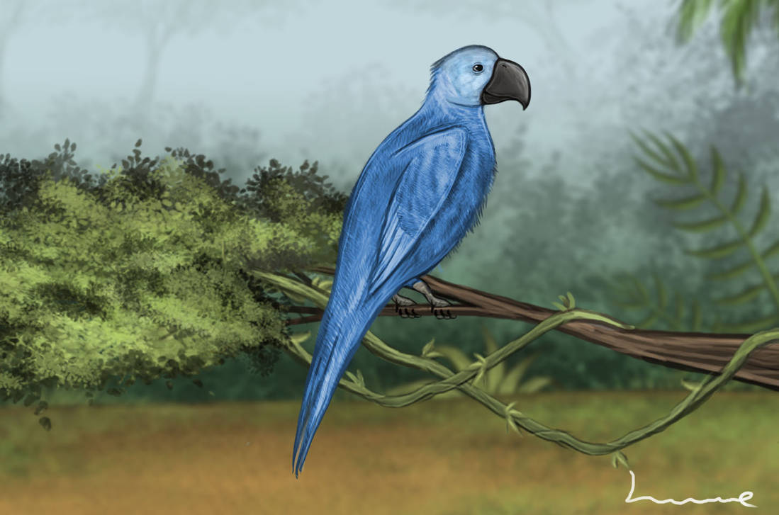 Blue Spix Macaw by Louisetheanimator on DeviantArt