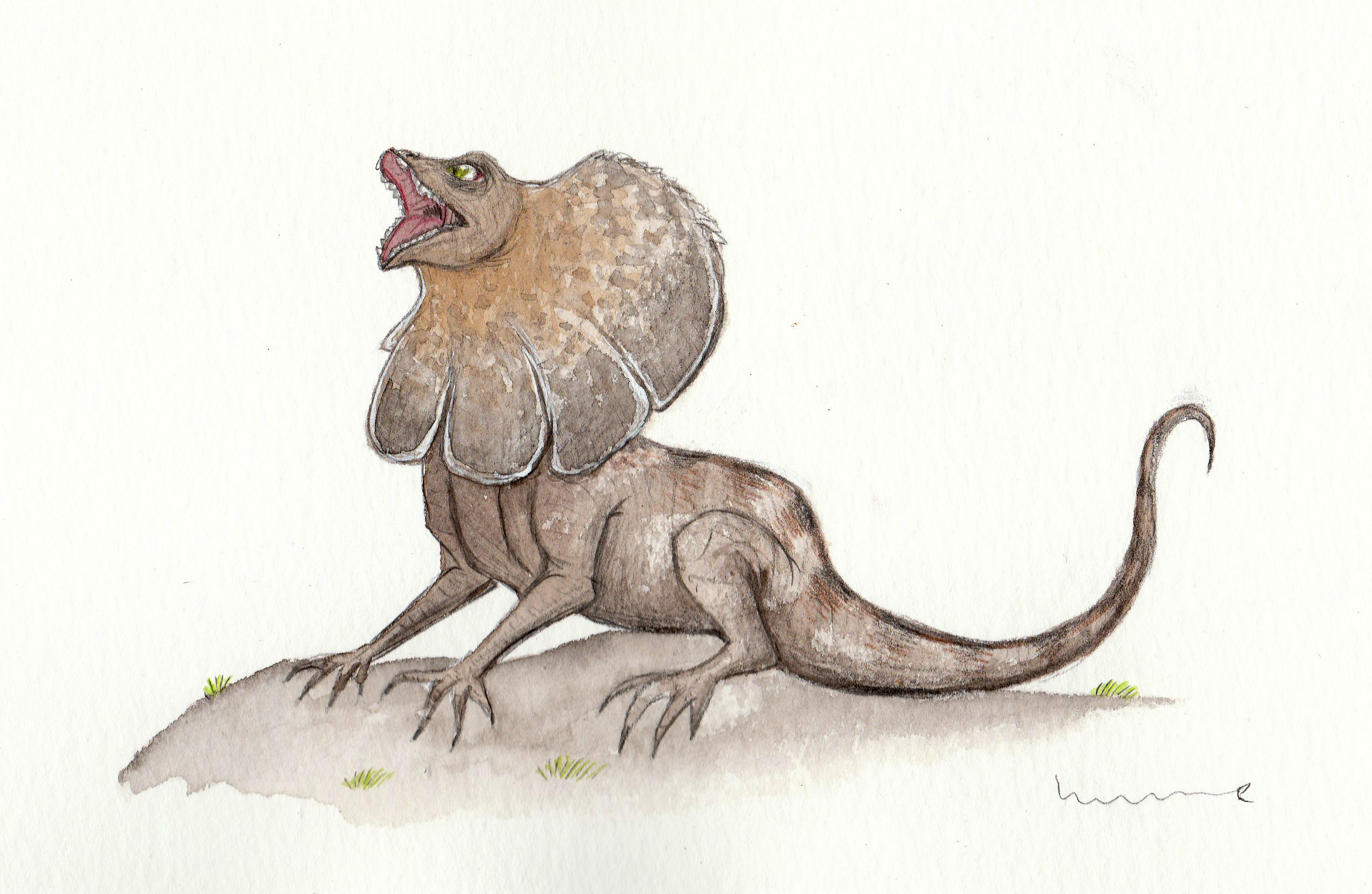 Frilled Lizard by Louisetheanimator on DeviantArt