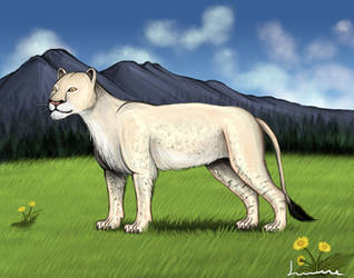 American Lion 2 by Louisetheanimator