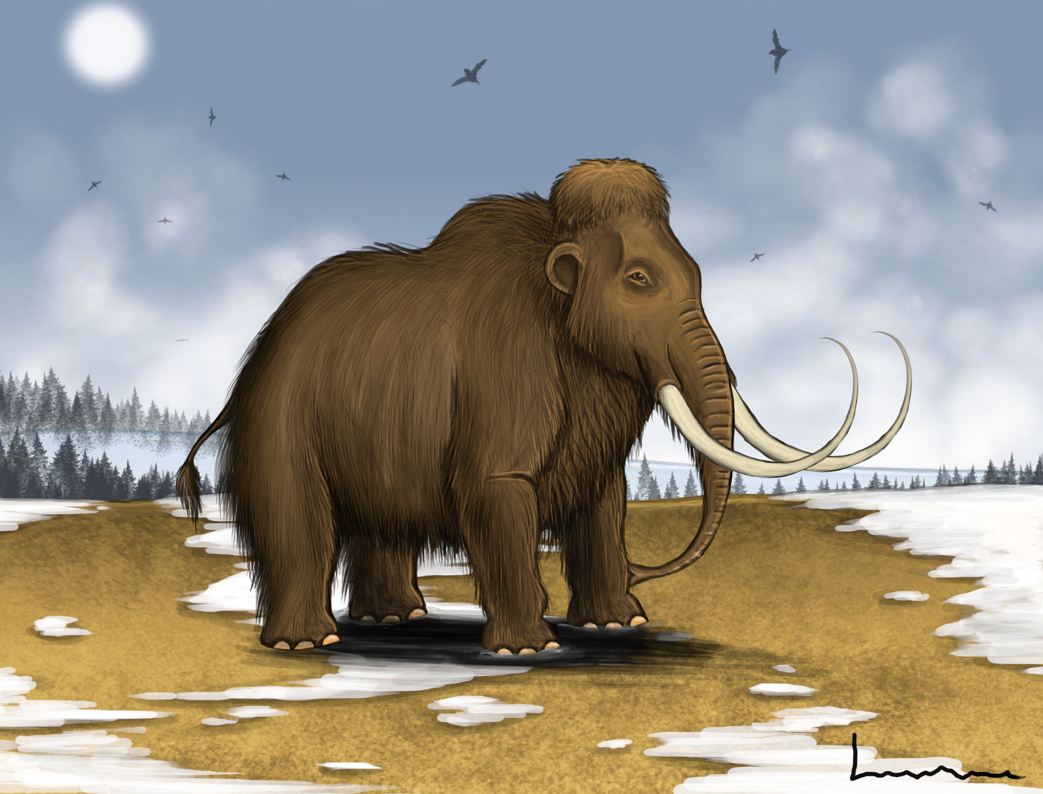 Wooly Mammoth