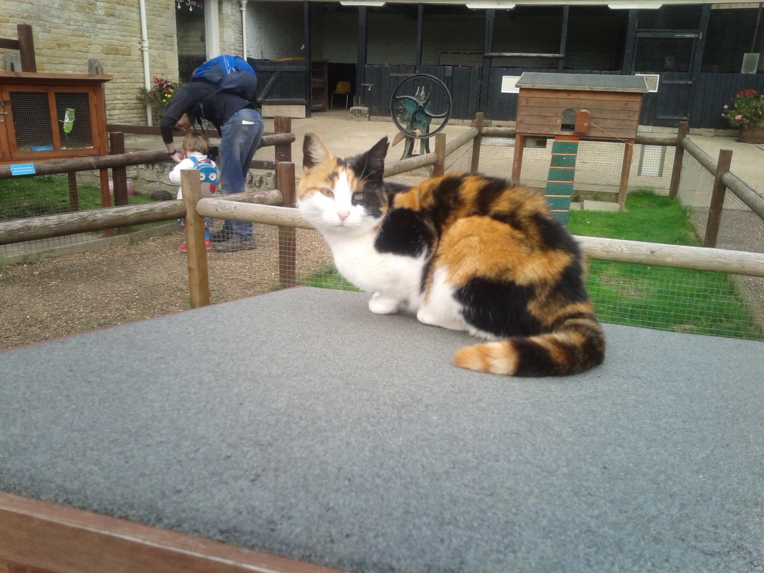 Rosy the Farm Cat