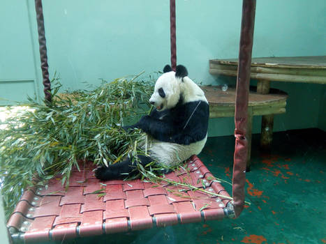 Giant Panda 2