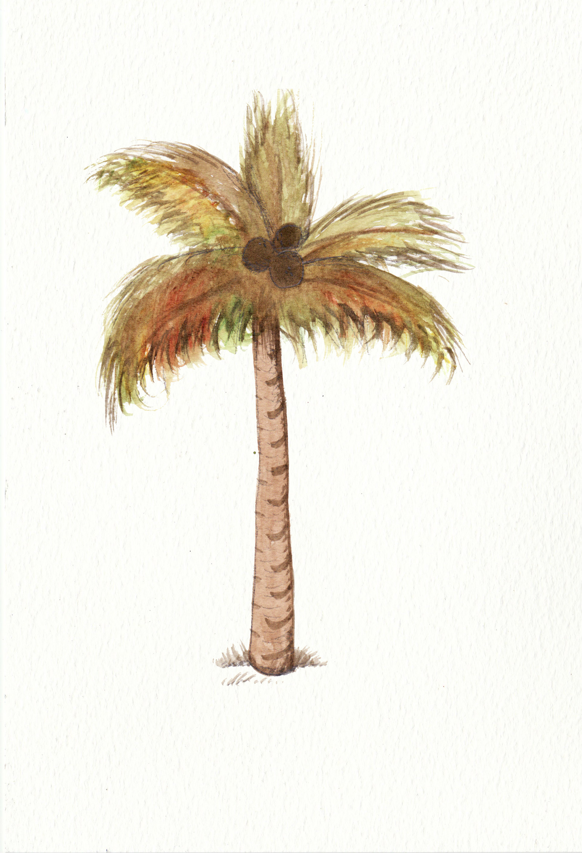 Palm Tree