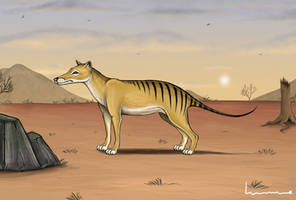 Thylacine 4