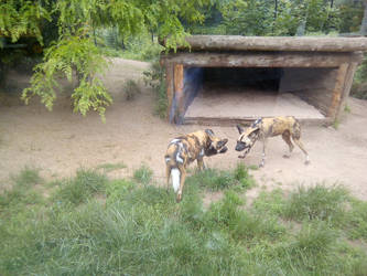 African Hunting Dogs in Zoo by Louisetheanimator