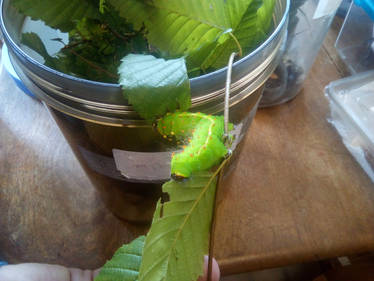 Luna Caterpillar