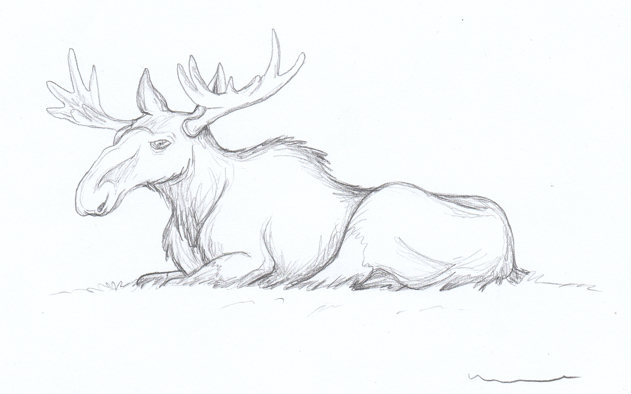 Moose Laying Down Drawing