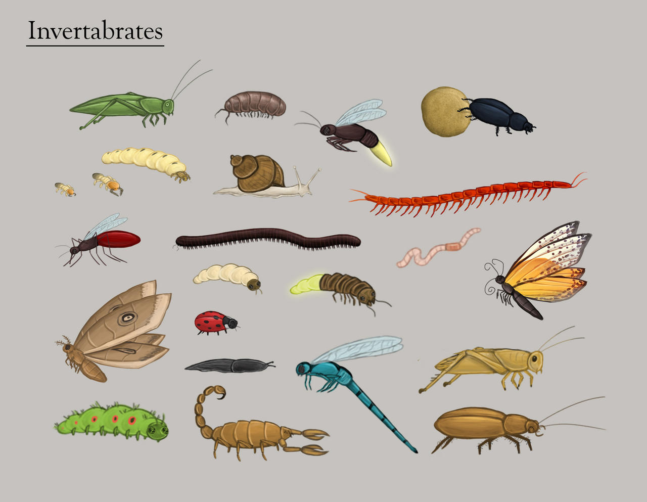 Invertabrates by Louisetheanimator on DeviantArt Invertabrates by Louisetheanimator on DeviantArt