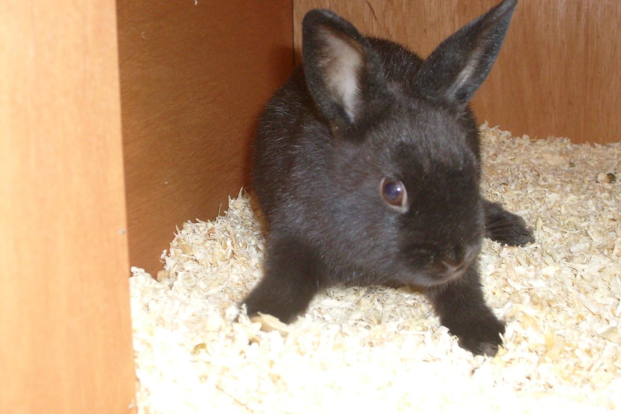 Brian the Black Rabbit by Louisetheanimator on DeviantArt