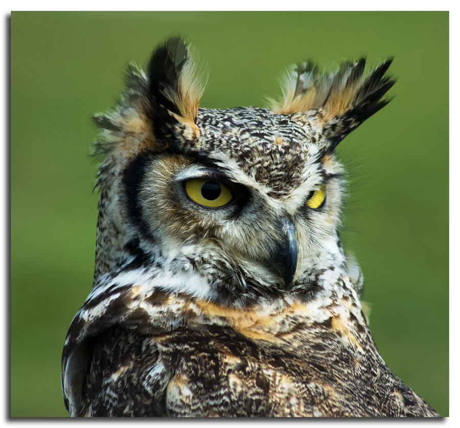 Merlyn Mage Great Horned Owl by Merlyn-the-Mage on DeviantArt