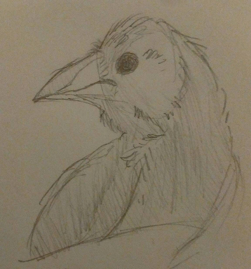 Corvid by SarouRaptor on DeviantArt