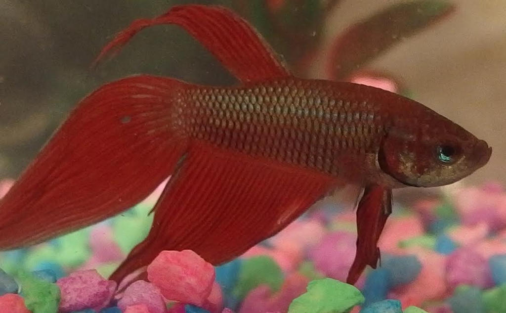 grumpy gills by jinx1235 on DeviantArt