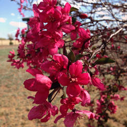 Spring Blossoms