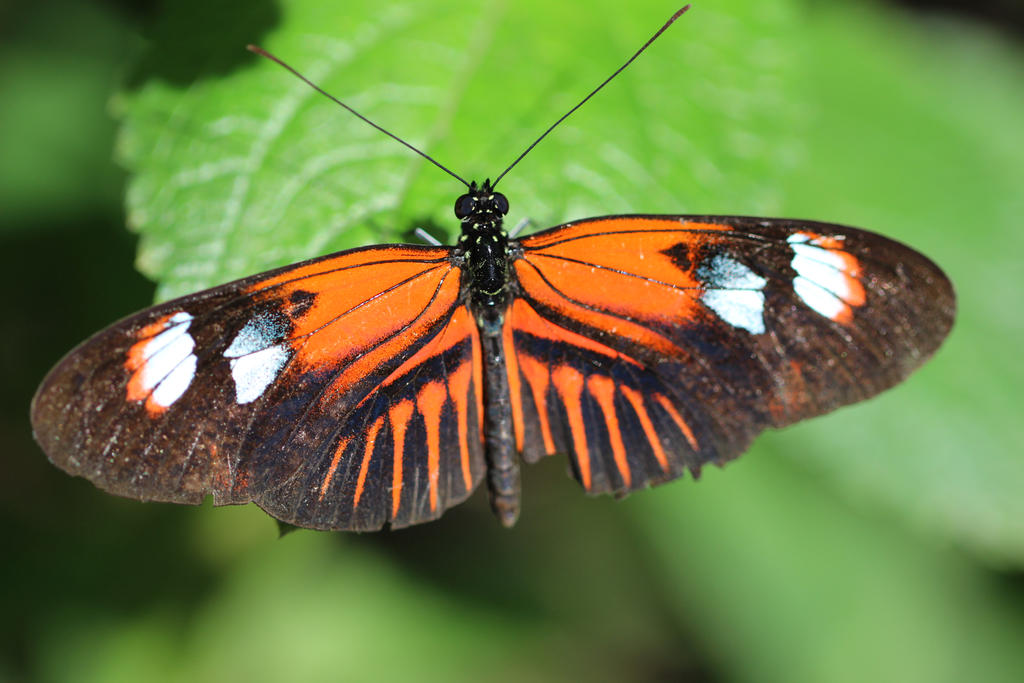 Orange-Black Butterfly