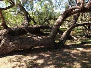 Horizontal Tree