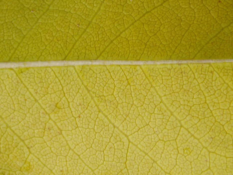 Muppet Texture Material muppet-stock - Photographer | DeviantArt
