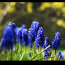 Grape Hyacinth II