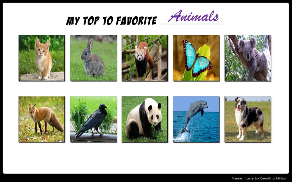 My Favorite Animals by mariosonicfan16 on DeviantArt