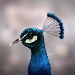 Peacock