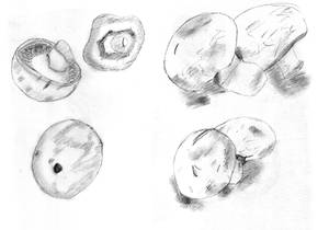 Life Drawring: Mushrooms