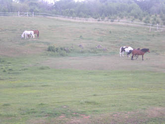 Pasture 2